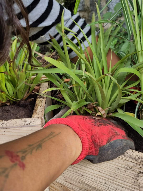 fleuriste freelance entretien plantes rempotage jardinières